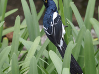 FL6A2939Magpie_Tanager