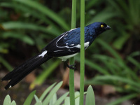 FL6A2948Magpie_Tanager