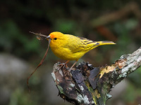 FL6A2957Saffron_Finch