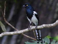FL6A3003Magpie_Tanager