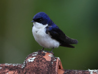 FL6A3022Blue_and_White_Swallow