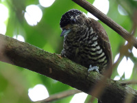 FL6A3070White-barred_Piculet