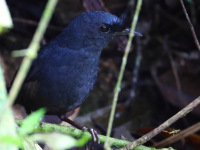FL6A3148Slaty-Bristlefront