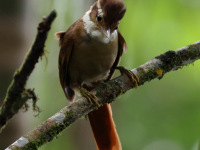FL6A3328White-collared_Foliage-gleaner