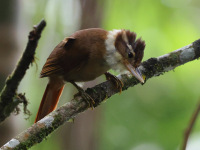 FL6A3348White-collared_Foliage-gleaner