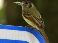 FL6A3391Sepia-capped_Flycatcher