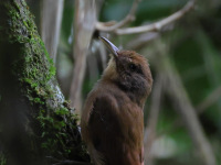 FL6A3440Plain_winged_Woodcreeper