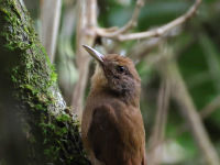 FL6A3452Plain_winged_Woodcreeper