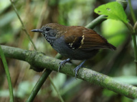 FL6A3541Star-throated_Antwren