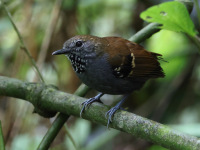 FL6A3554Star-throated_Antwren