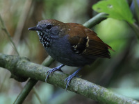 FL6A3567Star-throated_Antwren