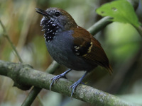 FL6A3587Star-throated_Antwren