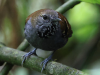 FL6A3605Star-throated_Antwren