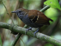 FL6A3615Star-throated_Antwren