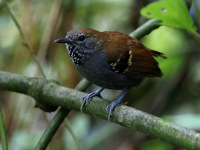 FL6A3619Star-throated_Antwren