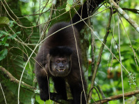 FL6A3748Black-capped_Capuchin