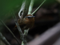 FL6A3895Rufous_Gnateater