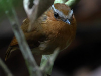 FL6A3897Rufous_Gnateater