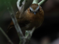 FL6A3908Rufous_Gnateater