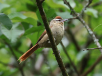 FL6A3945Pallid_Spinetail