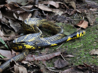 FL6A3998Caninana_Chicken_Snake