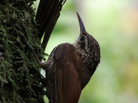 FL6A4062Lesser_Woodcreeper