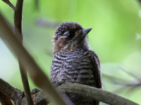 FL6A4097White-barred_Piculet
