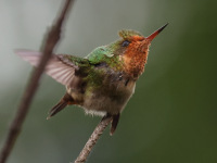FL6A4150Immature_Male_Frilled_Coquette