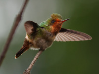 FL6A4151Immature_Male_Frilled_Coquette