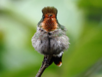 FL6A4163Immature_Male_Frilled_Coquette