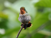FL6A4169Frilled_Coquette