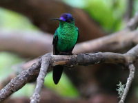 FL6A4209Violet-capped_Woodnymph
