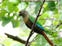 FL6A4227Maroon-bellied_Parakeet