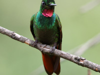 FL6A4247Brazilian_Ruby