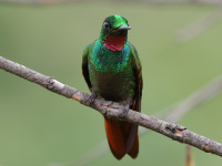 FL6A4249Brazilian_Ruby