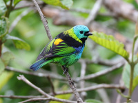FL6A4289Green-headed_Tanager