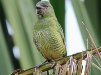 FL6A4463Female_Swallow_Tanager