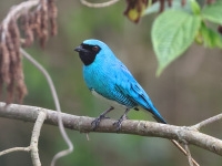 FL6A4552Swallow_Tanager