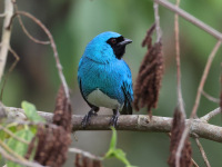 FL6A4621Swallow_Tanager