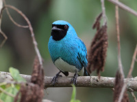 FL6A4626Swallow_Tanager