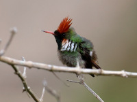 FL6A4678Frilled_Coquette