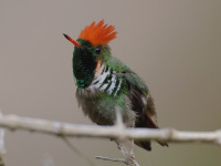 FL6A4686Frilled_Coquette