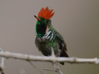 FL6A4690Frilled_Coquette