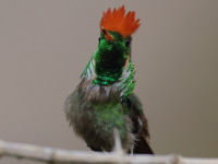 FL6A4695Frilled_Coquette