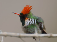 FL6A4755Frilled_Coquette