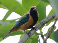 FL6A4834Burnished-buff_Tanager
