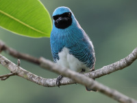 FL6A4959Swallow_Tanager