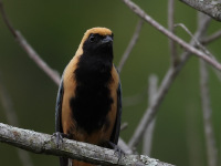 FL6A5015Burnished-Buff_Tanager