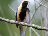 FL6A5039Burnished-Buff_Tanager