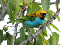 FL6A5135Glit-edged_Tanager